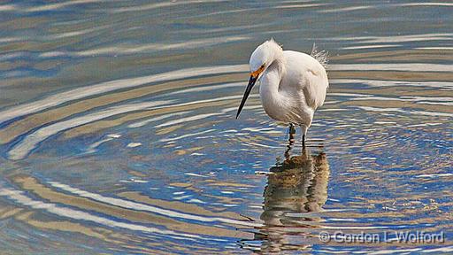 Snowy Egret Stalking_49868.jpg - Snowy Egret (Egretta thula) photographed at Goose Island State Park near Rockport, Texas, USA.